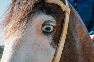 Eine Nahaufnahme des Auges eines Pferdes