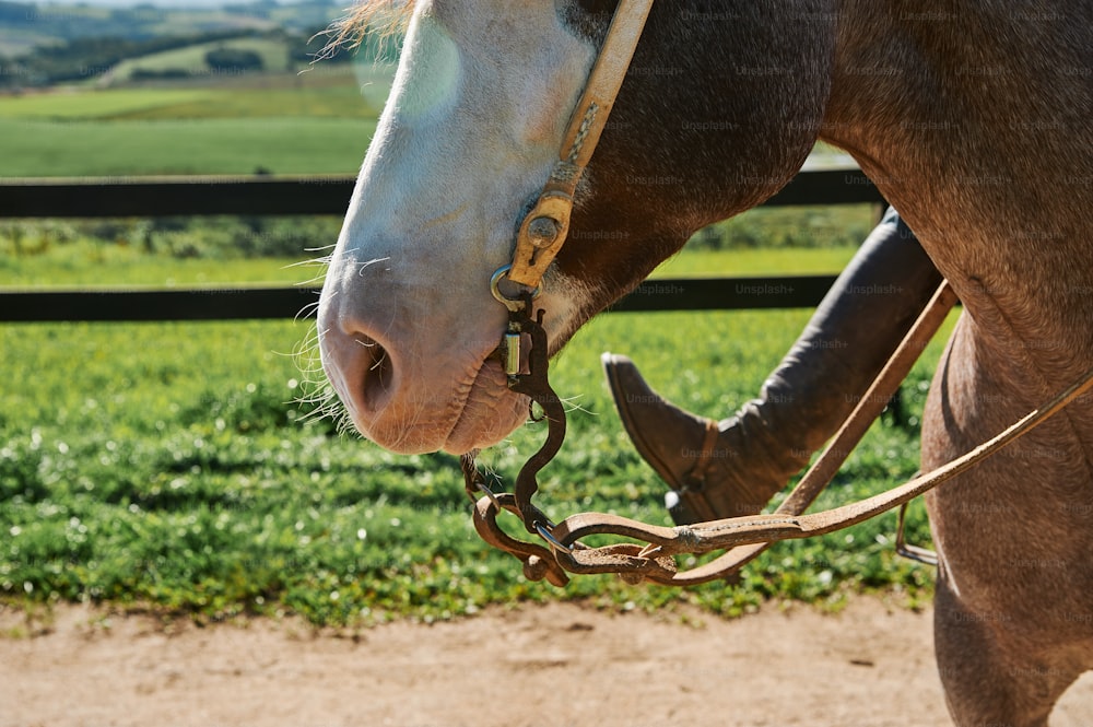 um close up da cabeça e do freio de um cavalo