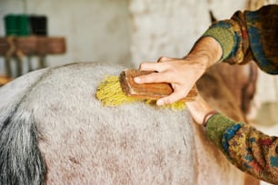a person brushing a horse with a brush