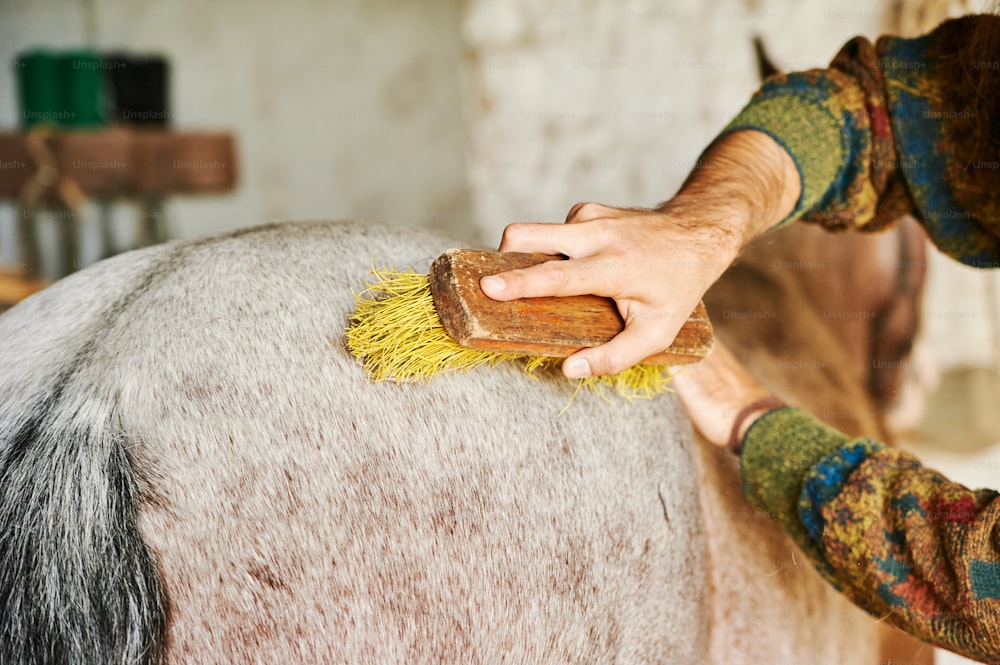 a person brushing a horse with a brush