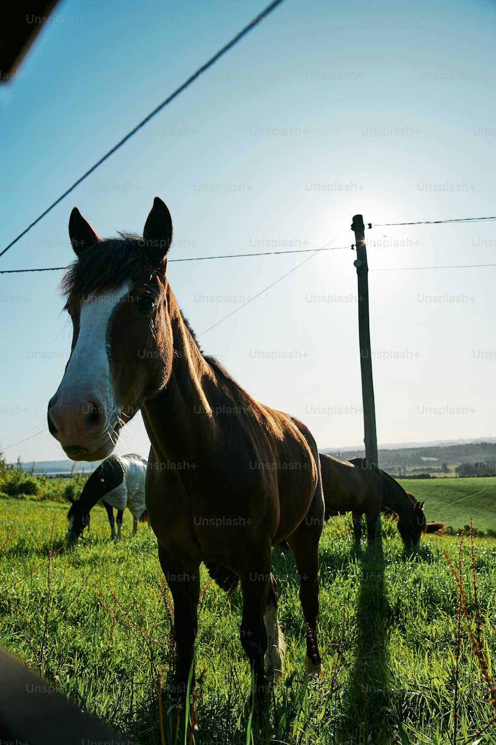 Un cavallo marrone in piedi sulla cima di un campo verde lussureggiante