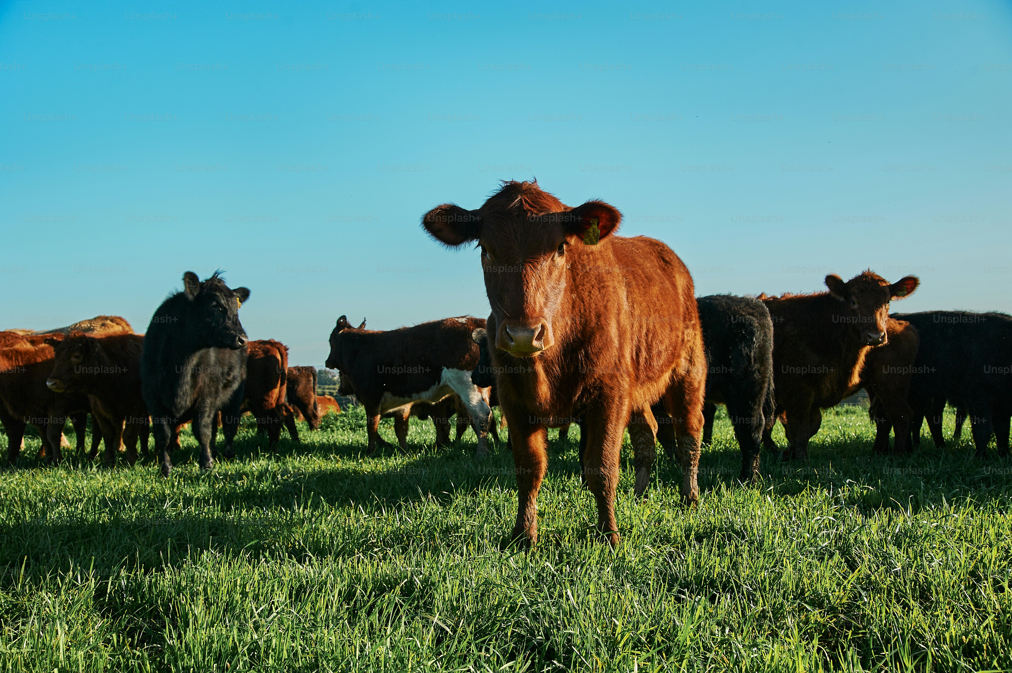 a herd of cattle standing on top of a lush green field