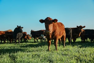 un troupeau de bovins debout au sommet d’un champ verdoyant