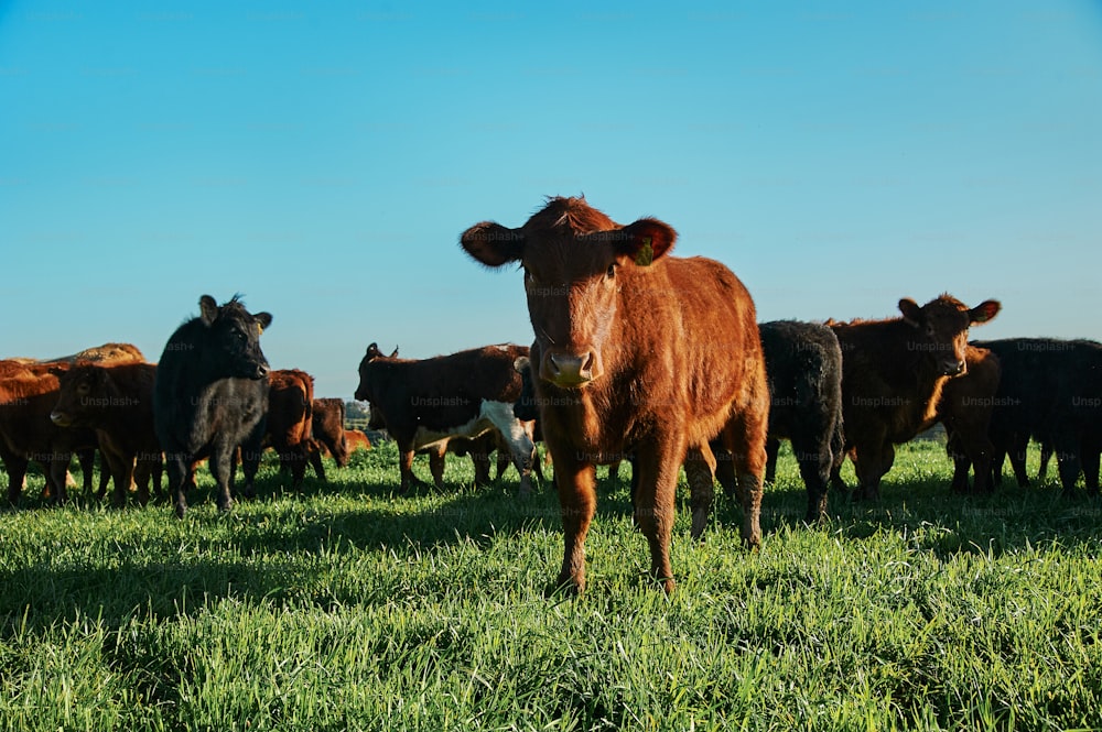 una mandria di bovini in piedi in cima a un rigoglioso campo verde