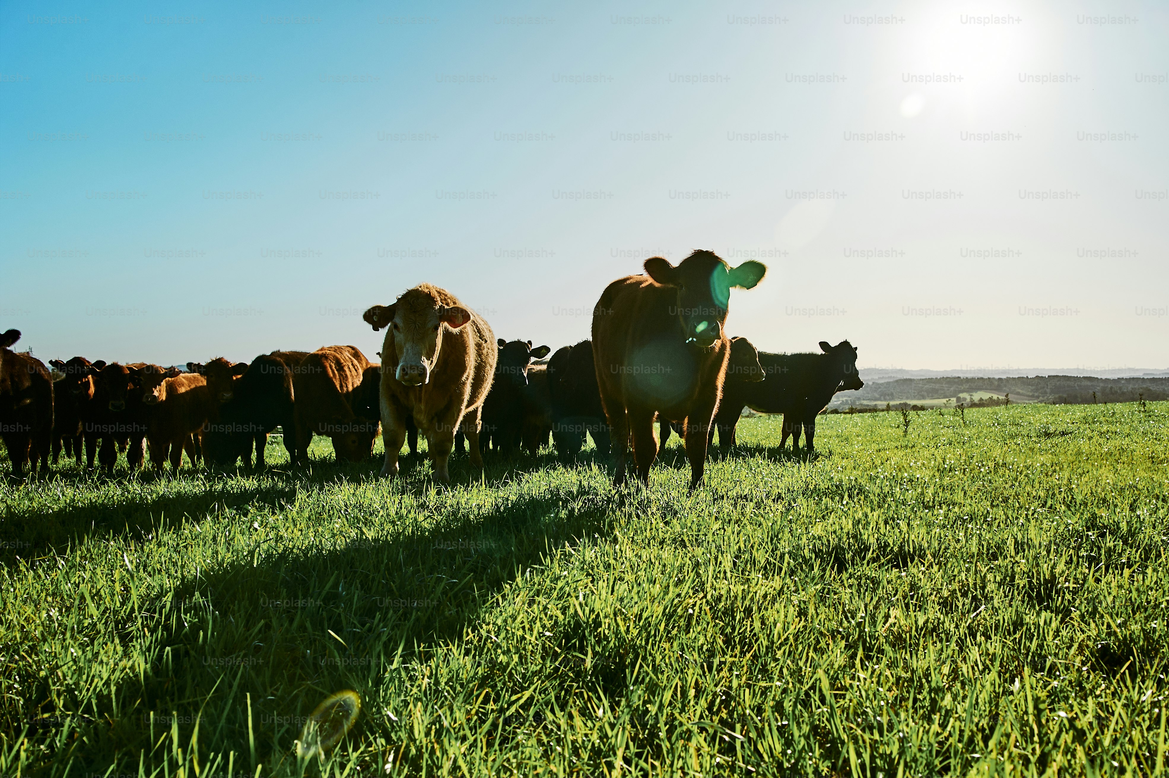 Eine Rinderherde, die auf einem üppig grünen Feld steht
