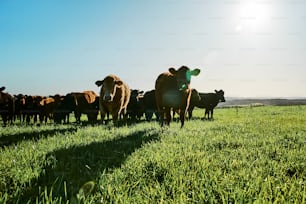 una mandria di bovini in piedi in cima a un rigoglioso campo verde