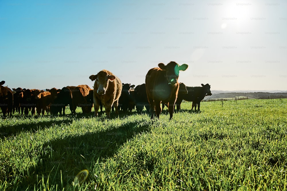 Una manada de ganado de pie en la cima de un exuberante campo verde