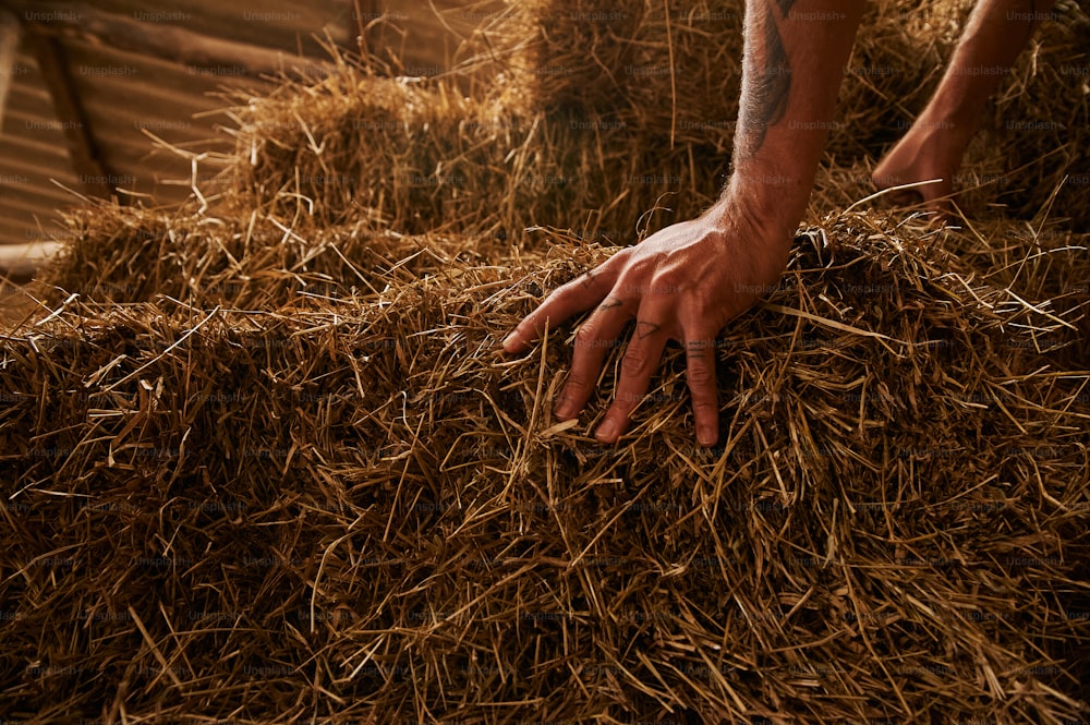 a person reaching for a pile of hay