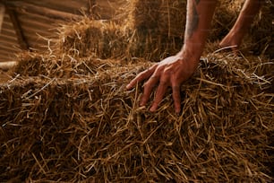 a person reaching for a pile of hay