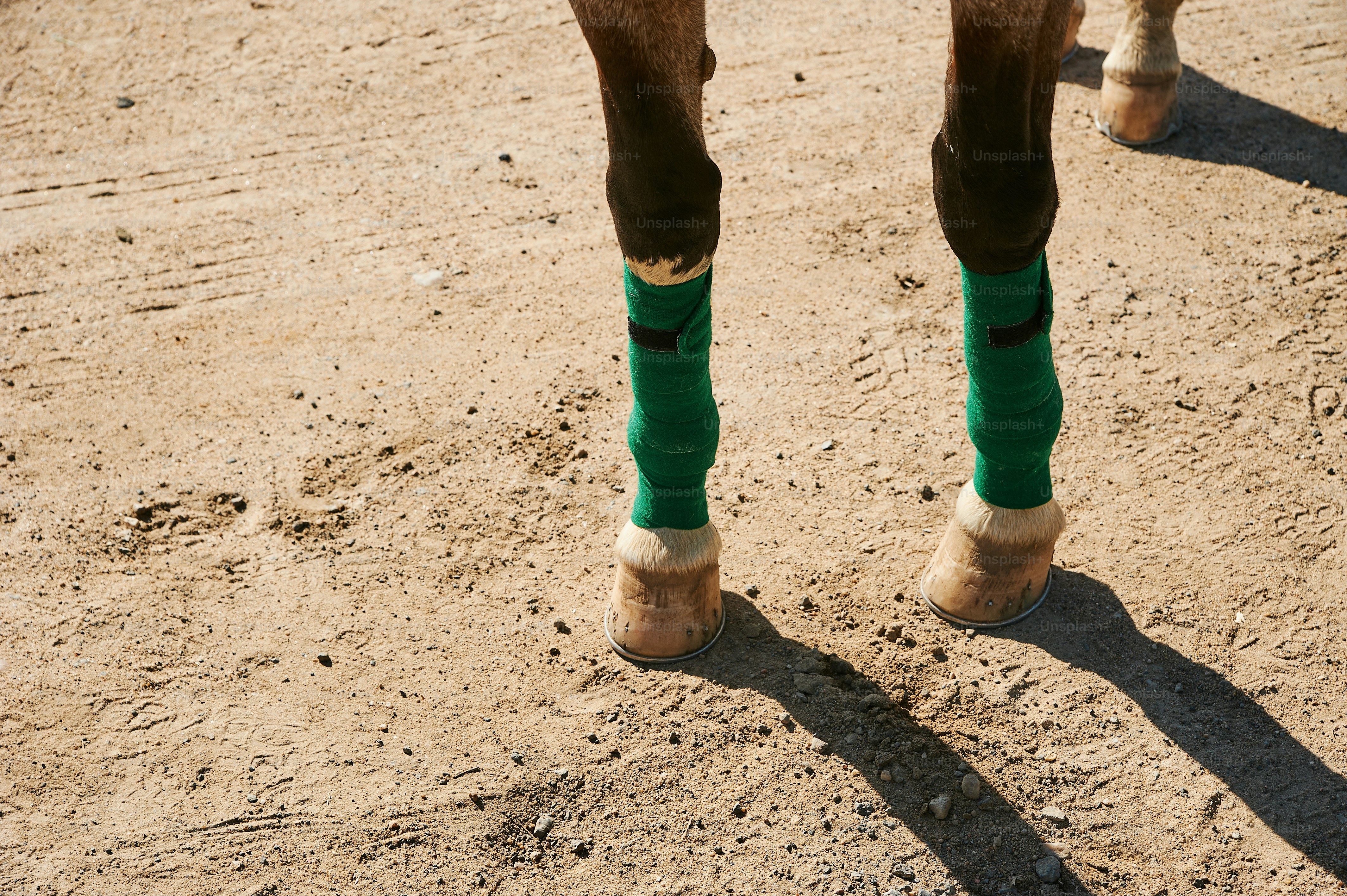 Pferdebeine mit grünen Socken und Stiefeln