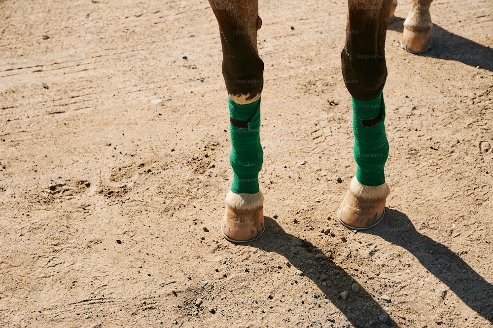 a horse's legs with green socks and boots