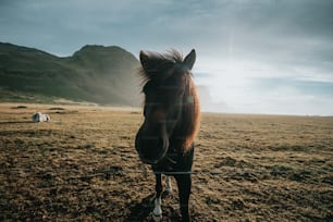 um cavalo marrom em pé em cima de um campo coberto de grama