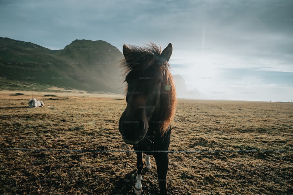 a brown horse standing on top of a grass covered field