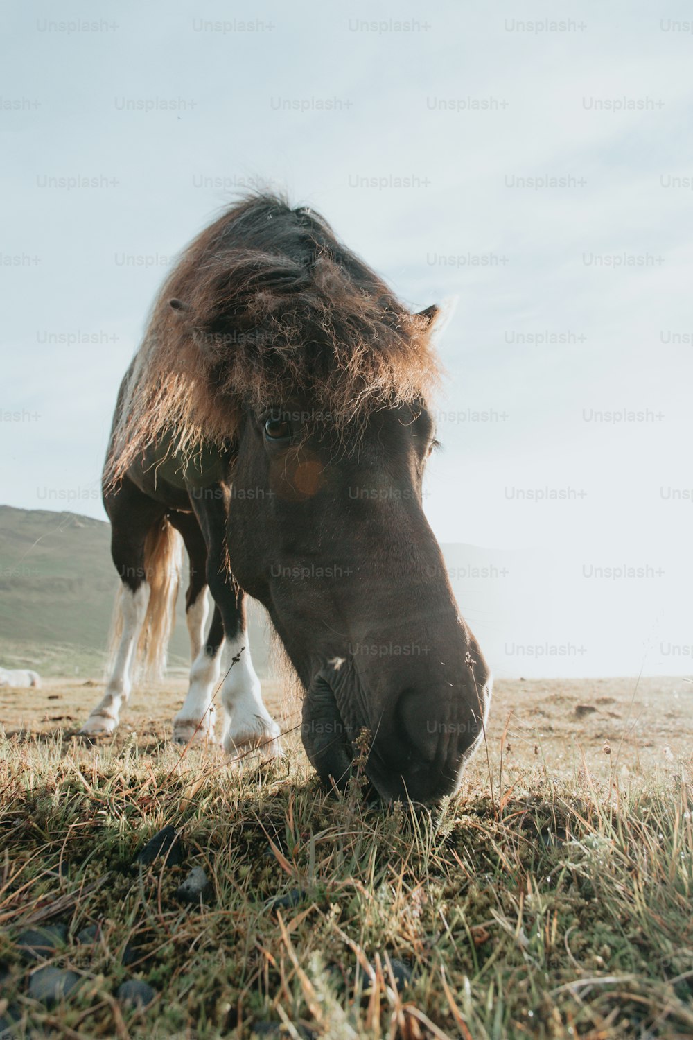 Un cavallo che mangia erba in un campo con le montagne sullo sfondo