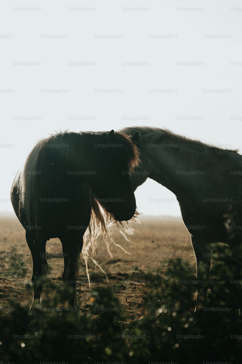 un couple de chevaux debout l’un à côté de l’autre