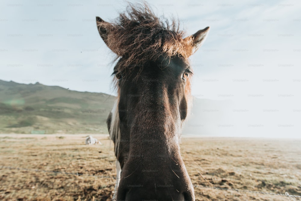 Un cavallo marrone in piedi sulla cima di un campo di erba secca