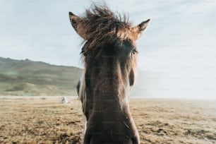 a brown horse standing on top of a dry grass field