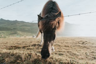 a brown horse standing on top of a dry grass field