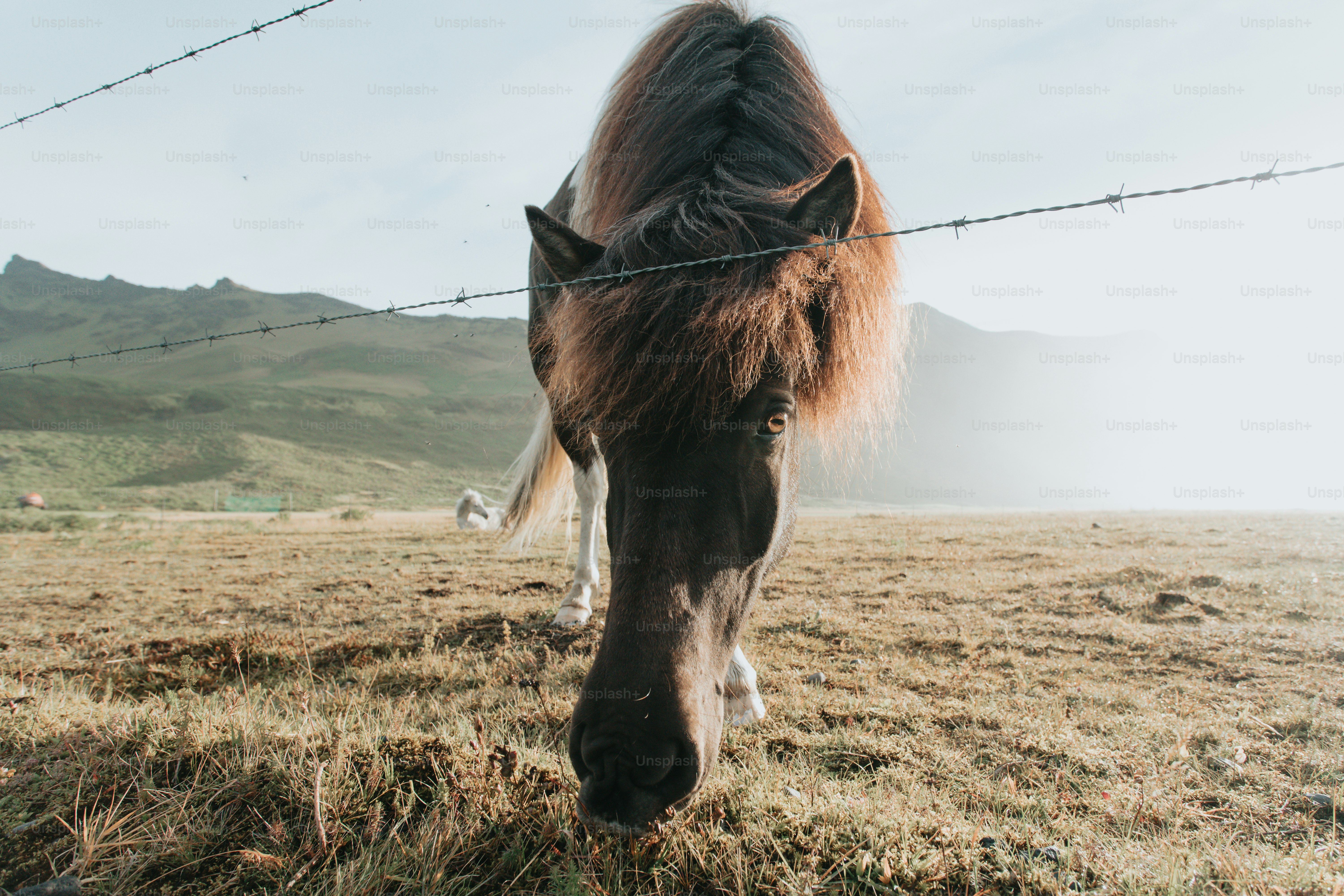 a brown horse standing on top of a dry grass field