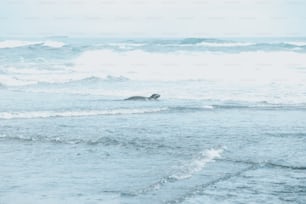 a bird flying over a body of water