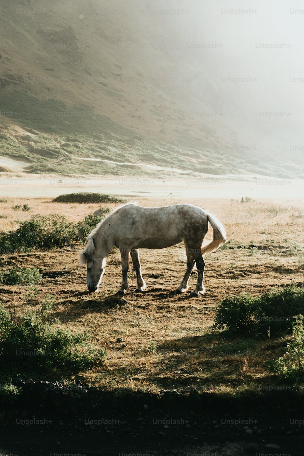 a white horse standing on top of a dry grass field