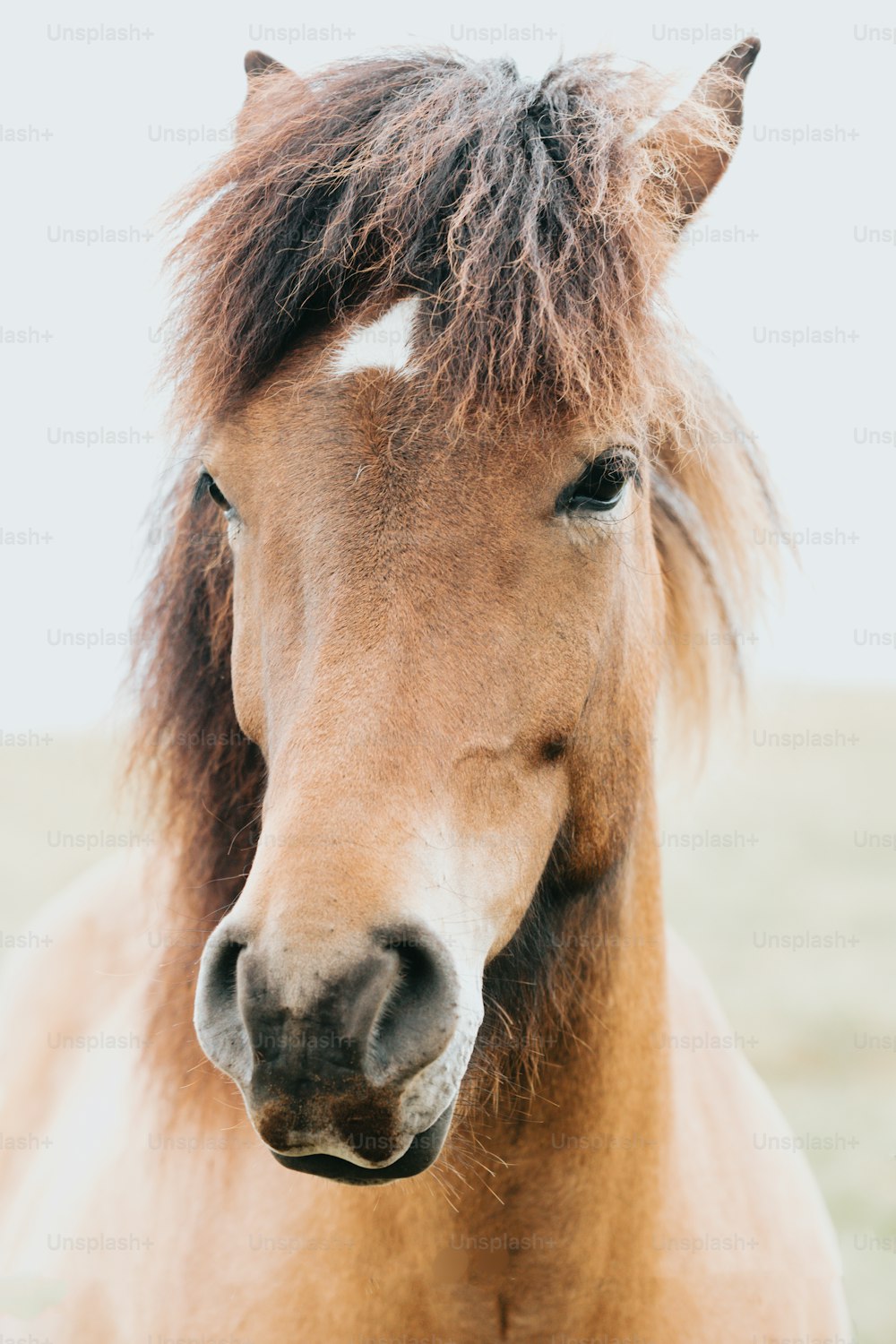 a close up of a horse with long hair