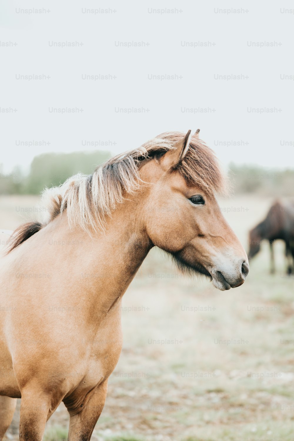 Un cavallo marrone in piedi sulla cima di un campo coperto di erba