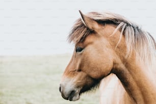 a brown horse standing on top of a lush green field