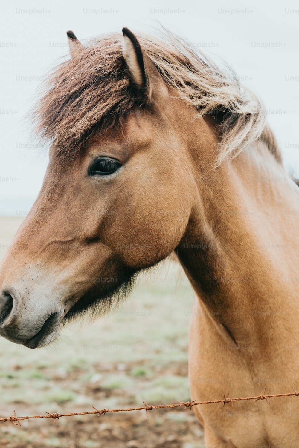 a close up of a horse behind a barbed wire fence