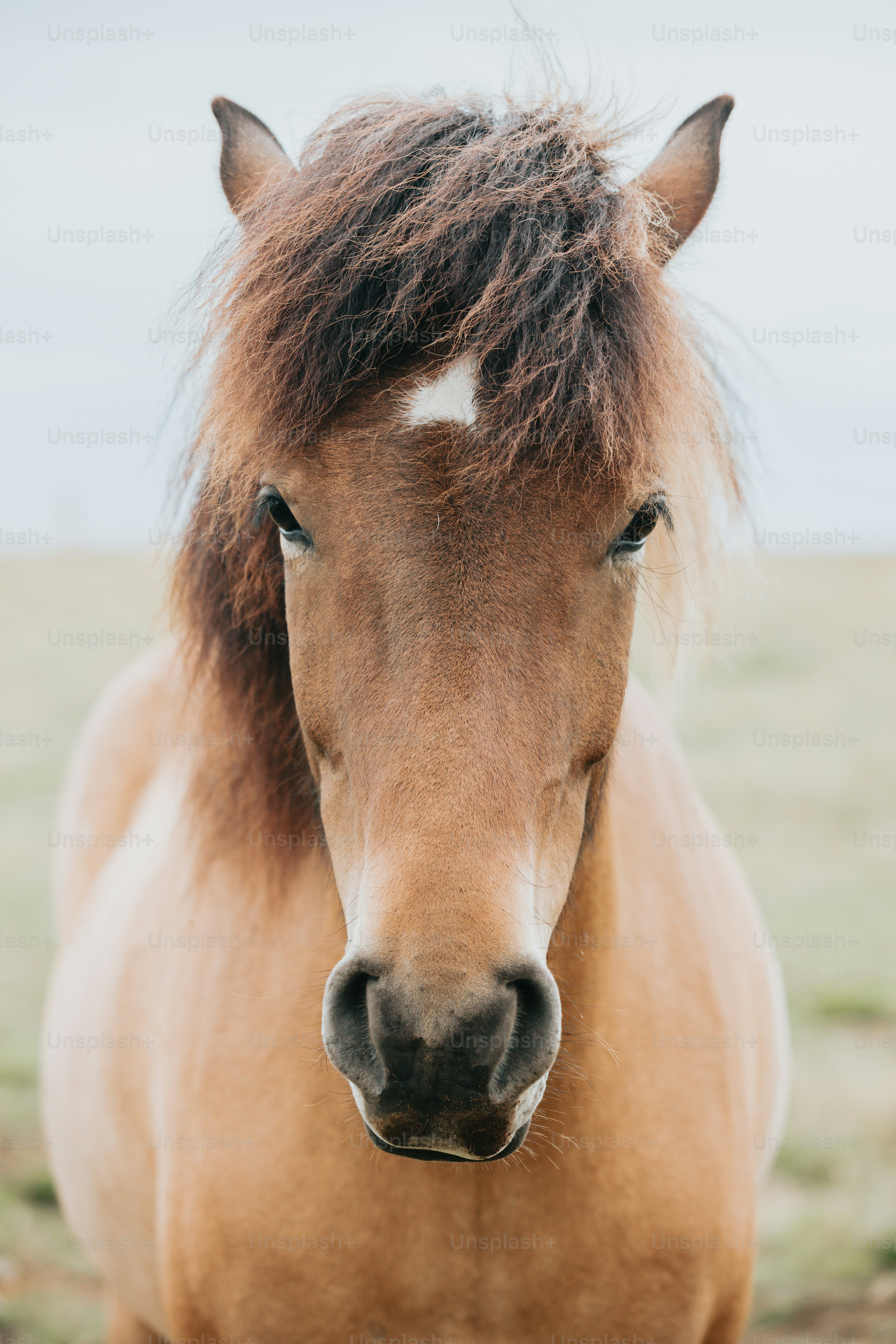 Imágenes de Cara De Caballo | Descarga imágenes gratuitas en Unsplash, image size:3000x4500
