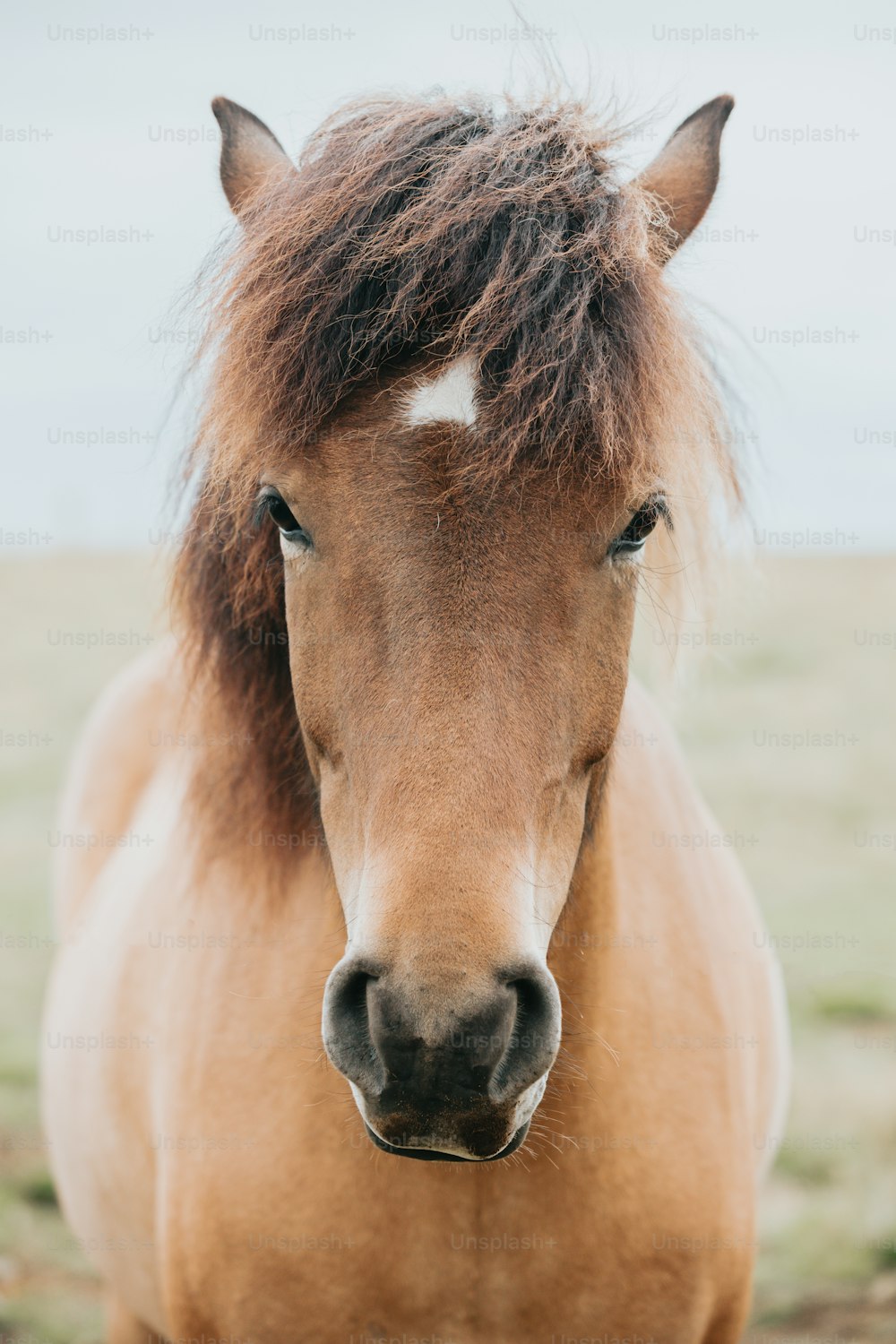 Un cavallo marrone con una macchia bianca sulla fronte
