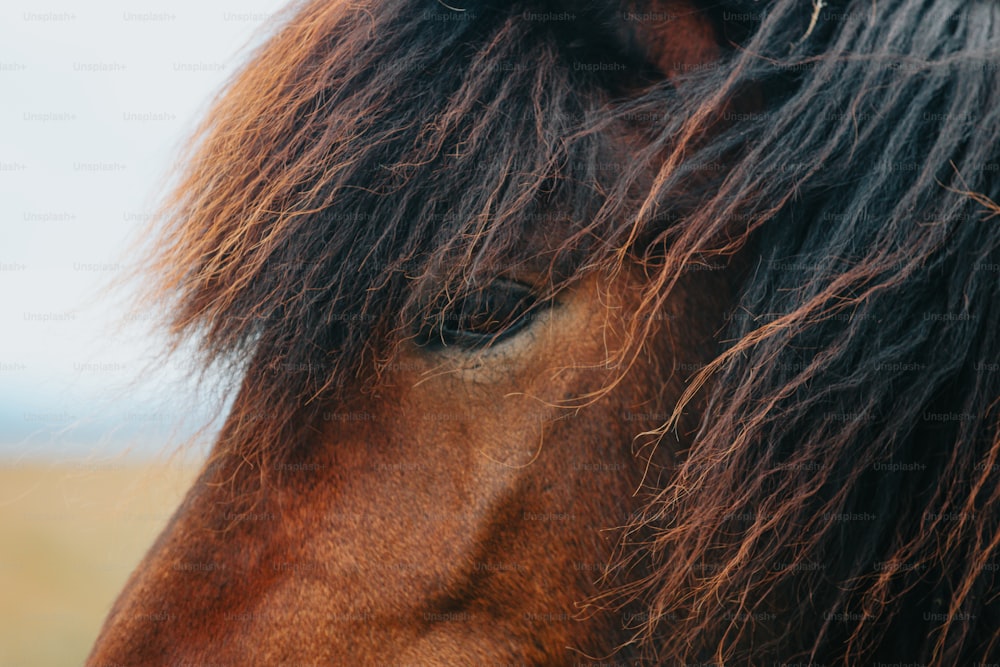 eine Nahaufnahme eines braunen Pferdes mit langen Haaren