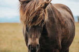 um close up de um cavalo em um campo