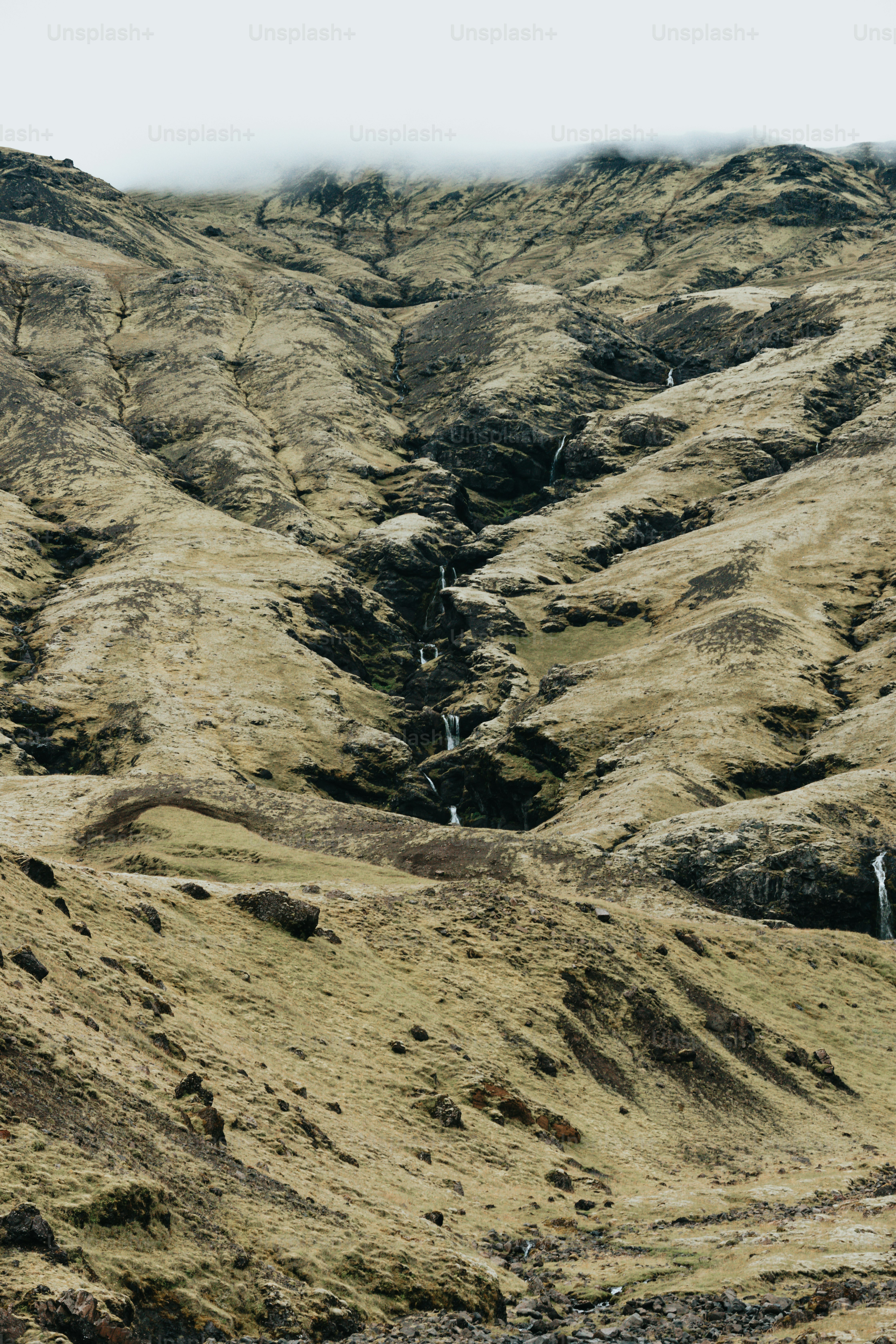 Un paio di pecore in piedi sulla cima di una collina verde lussureggiante