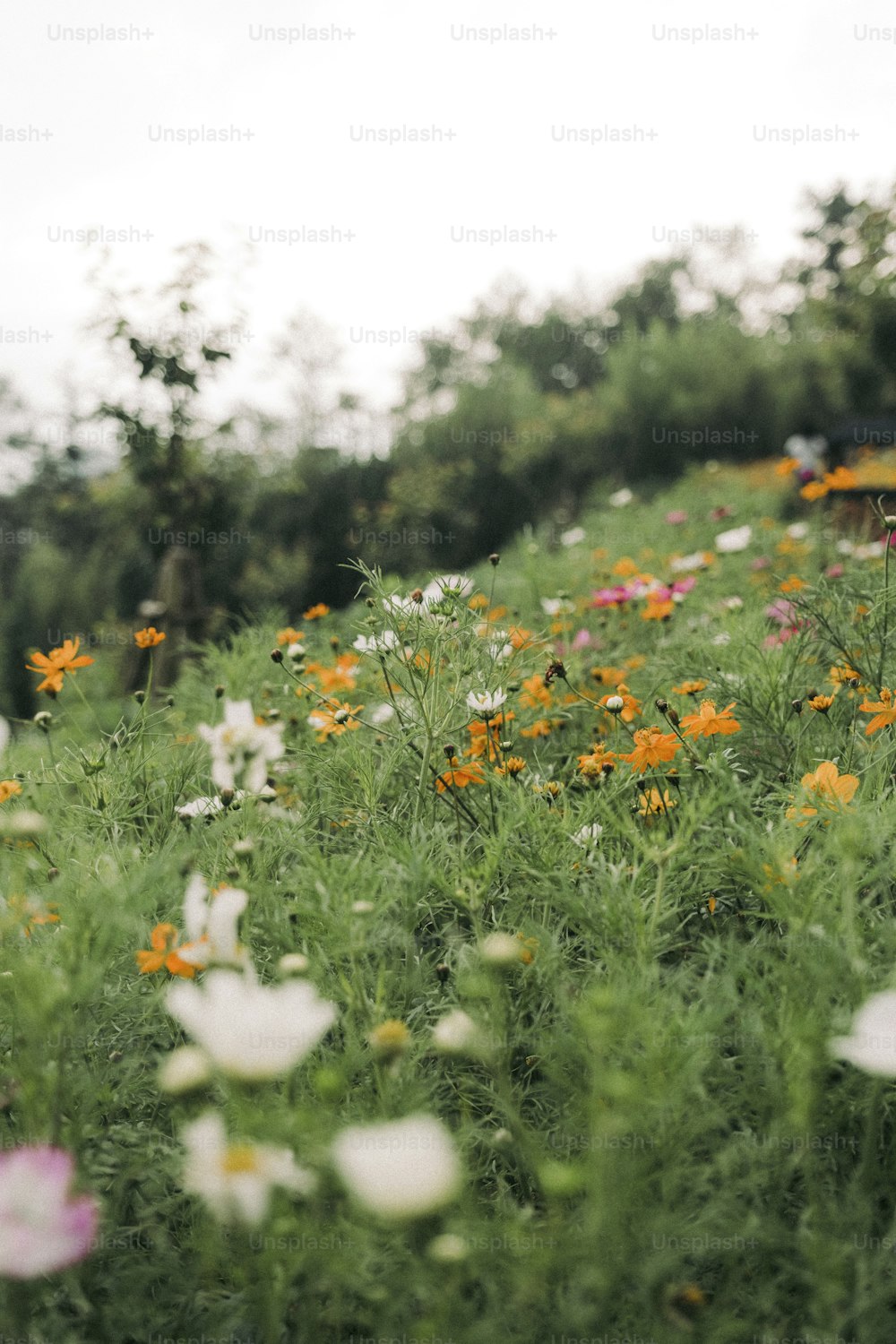 un mazzo di fiori che sono nell'erba