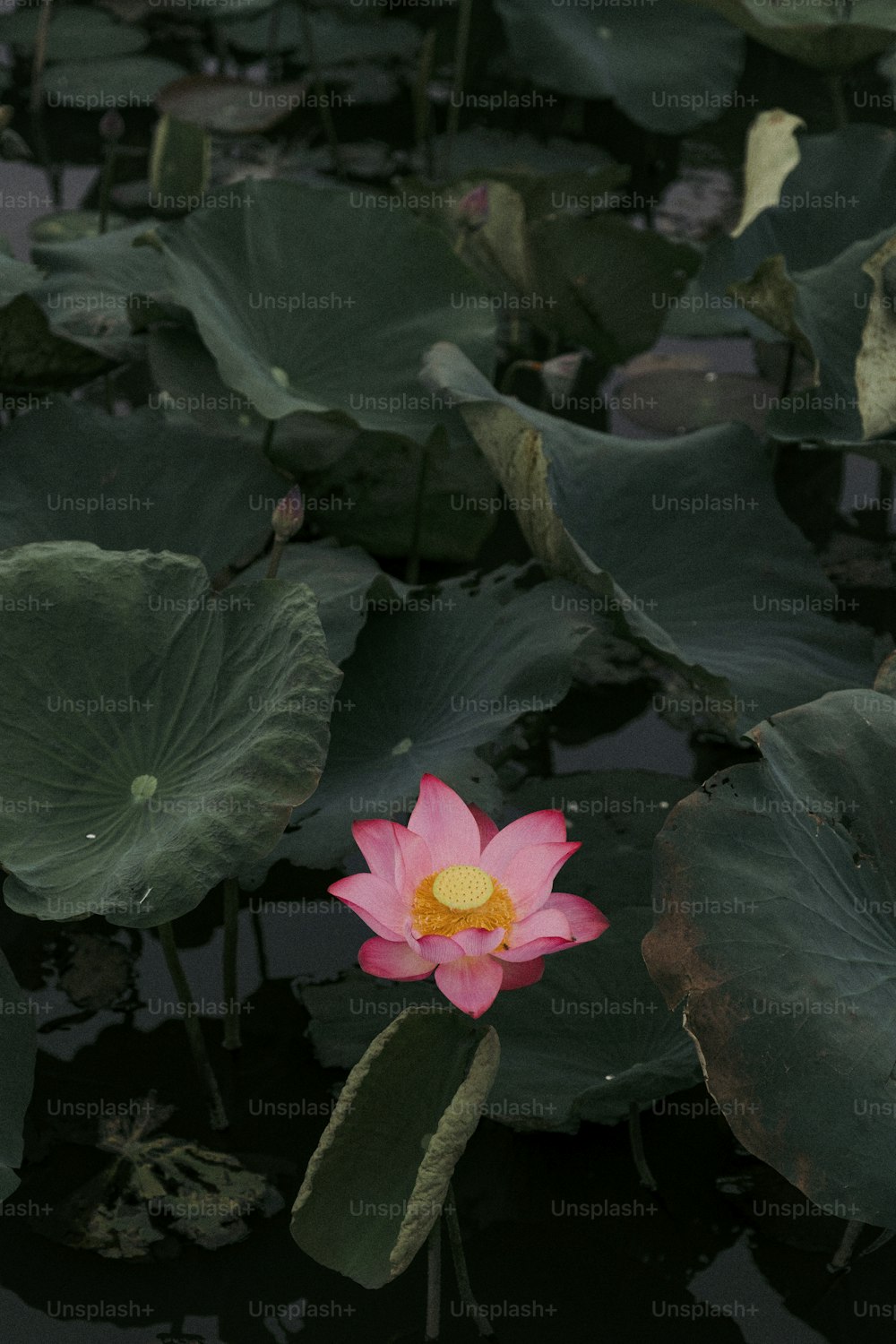 a pink flower sitting in the middle of a pond