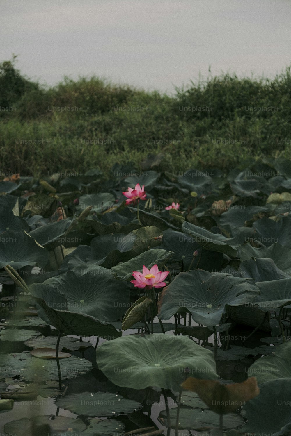 a large group of water lilies in a pond