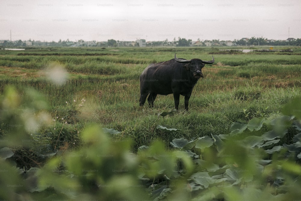 a bull standing in a field of grass