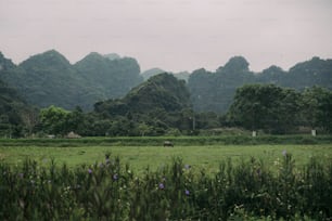 un campo erboso con le montagne sullo sfondo