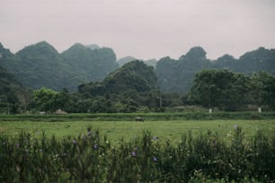 a grassy field with mountains in the background