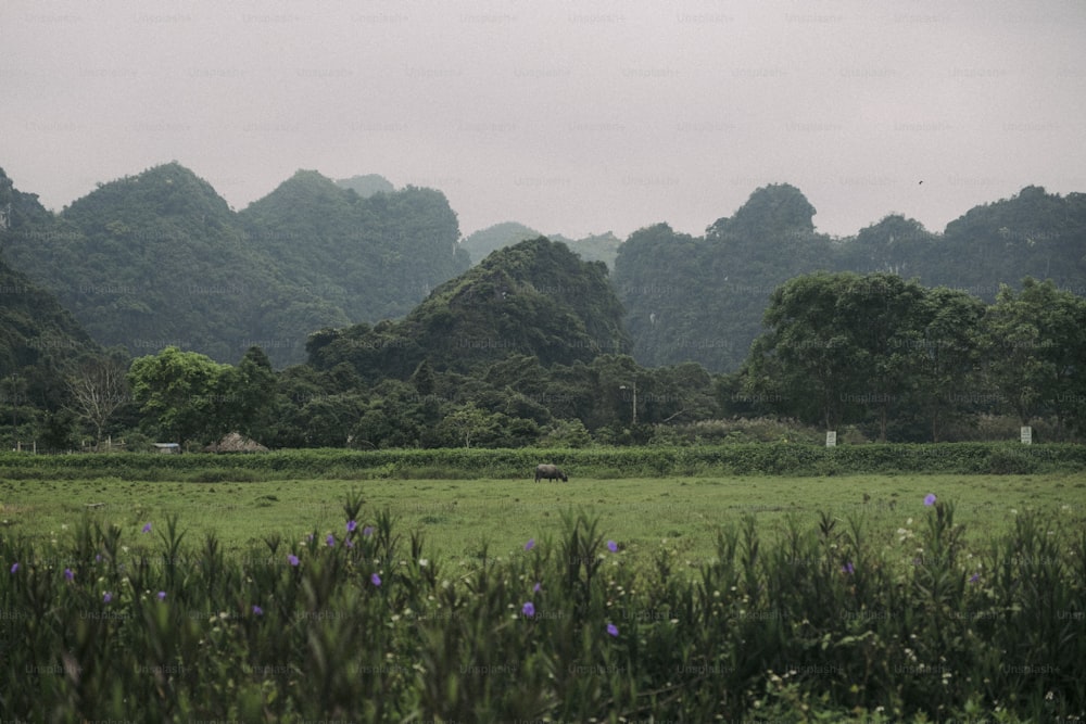 a grassy field with mountains in the background