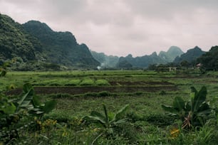 a lush green field with mountains in the background