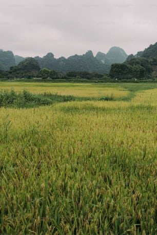 a field of grass with mountains in the background