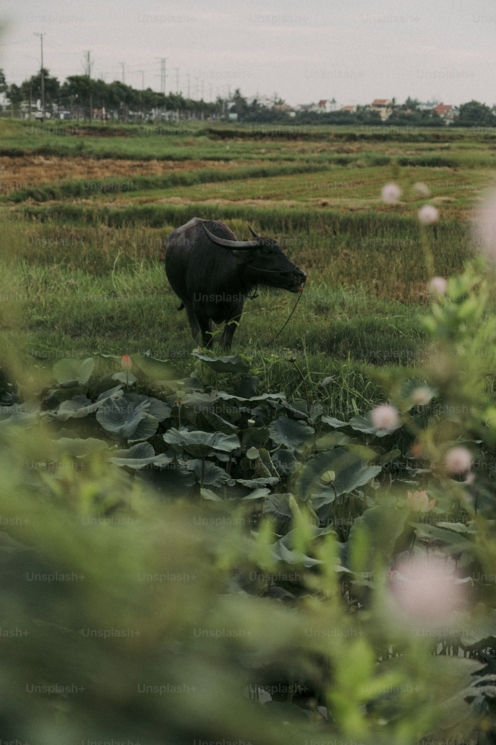 a cow is standing in a field of flowers