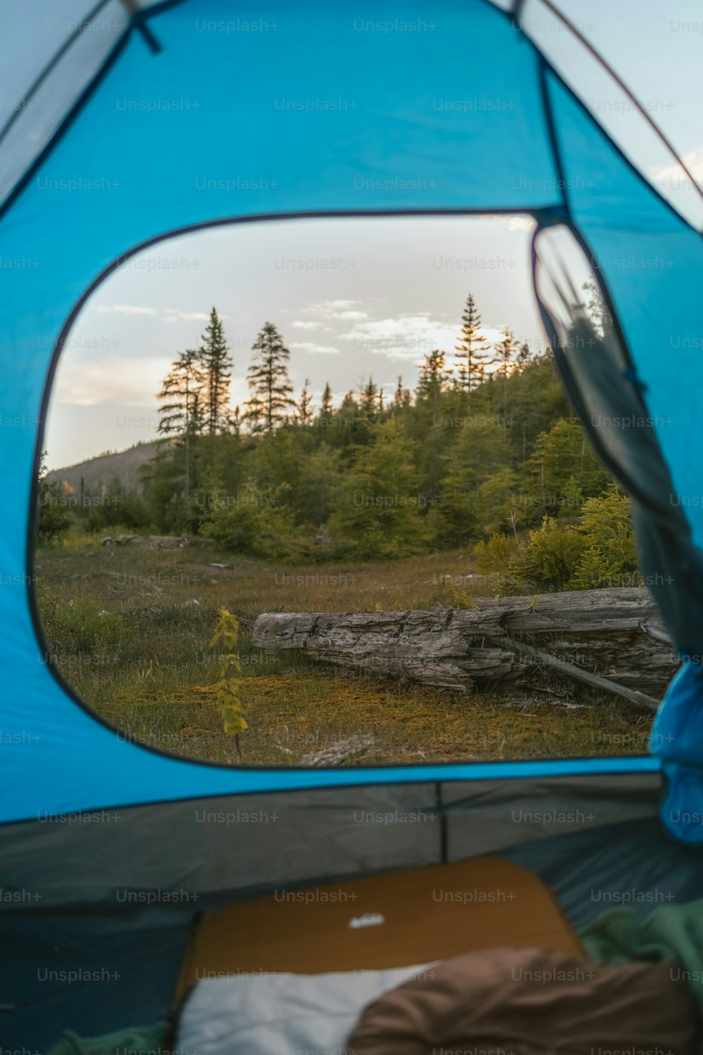 uma vista de uma floresta de dentro de uma tenda