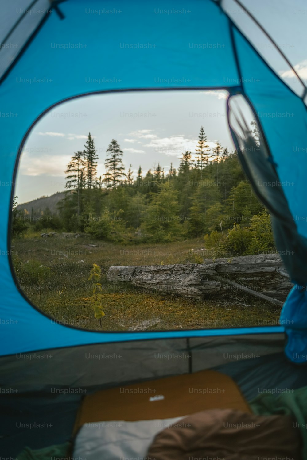 a view of a forest from inside a tent