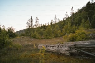 Un bosque lleno de muchos árboles y hierba