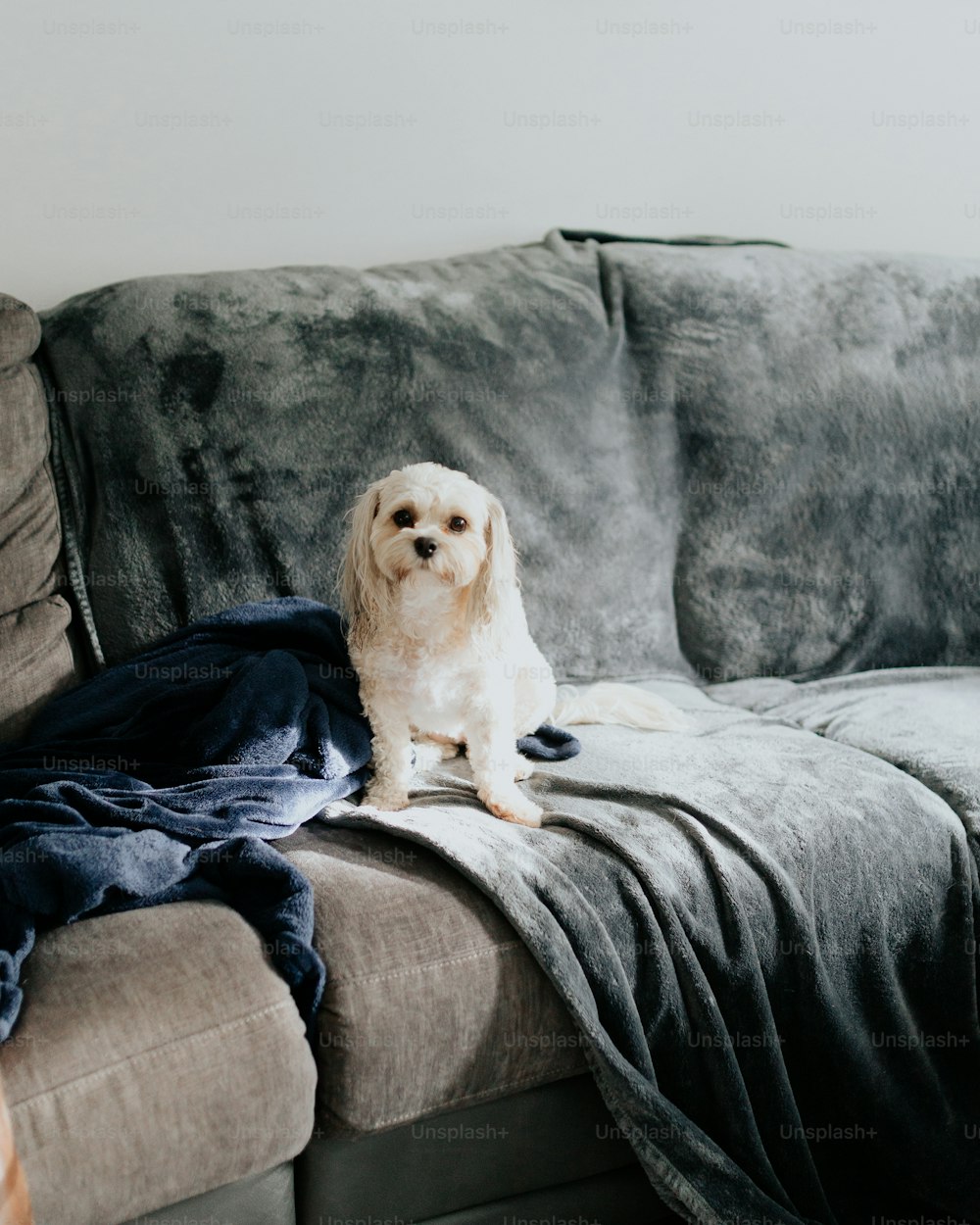 a dog sitting on a couch with a blanket on it