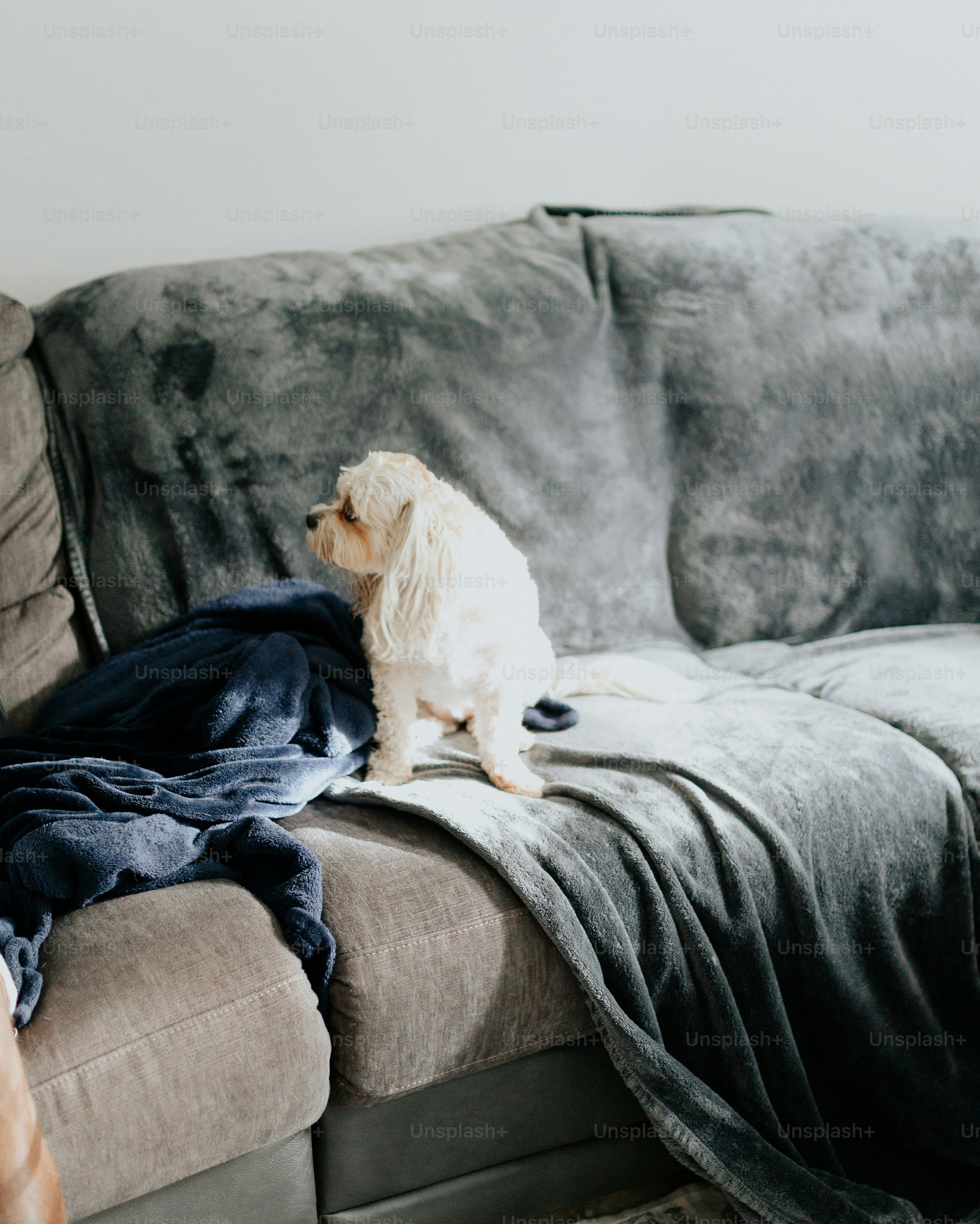 Ein weißer Hund, der auf einer Couch sitzt