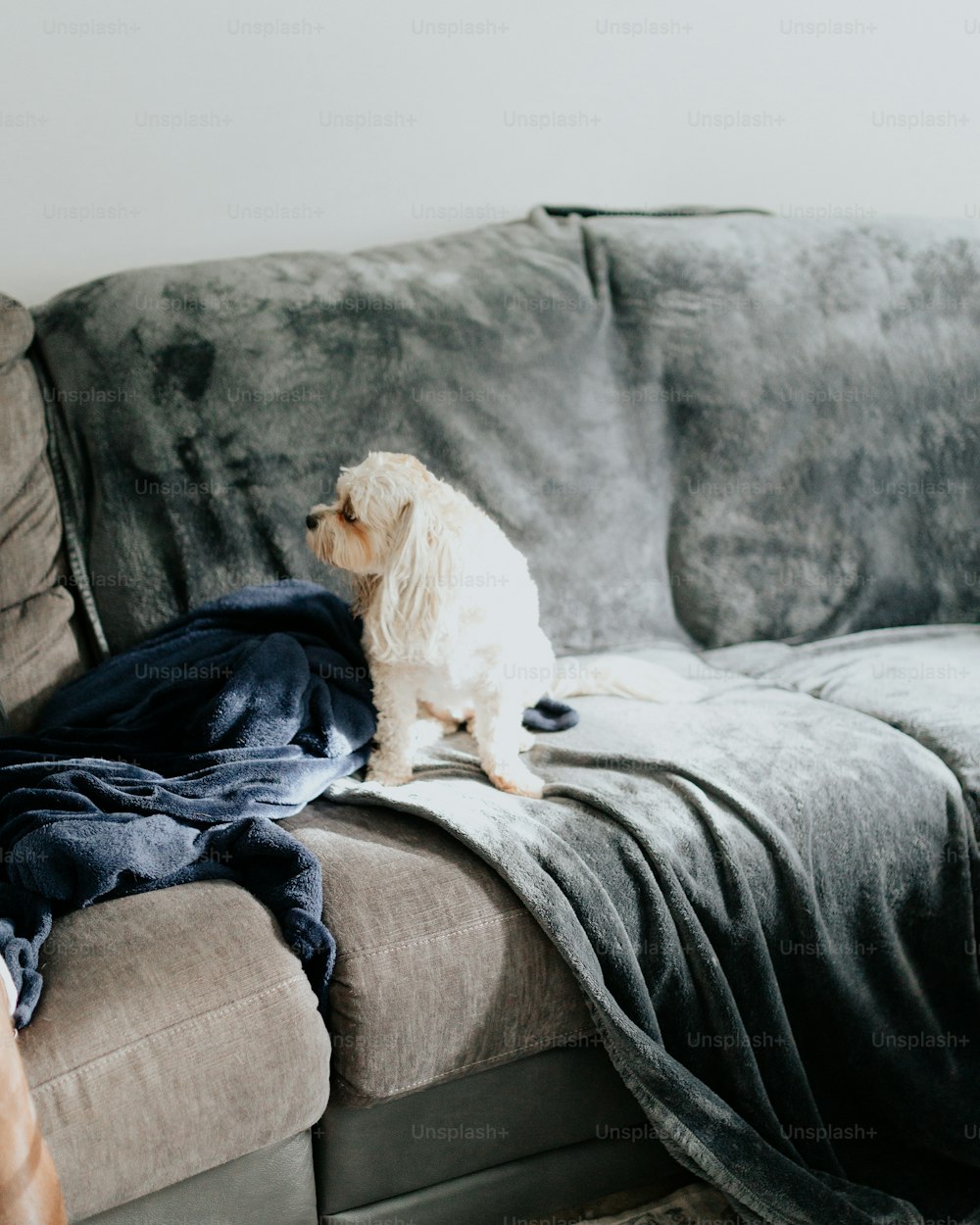um cão branco sentado em cima de um sofá